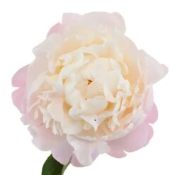 Blush Peony Flower August Delivery