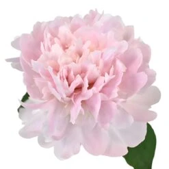 Pecher Peony For May Delivery
