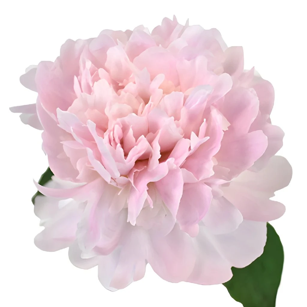 Pecher Peony For May Delivery 1 Pecher Peony For May Delivery