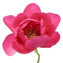 Watermelon Red Peonies For April