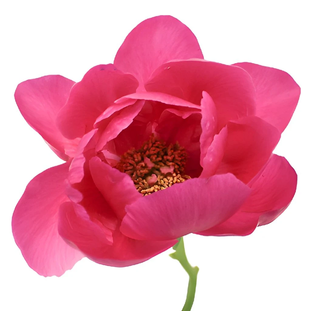 Watermelon Red Peonies For April 1 Watermelon Red Peonies For April