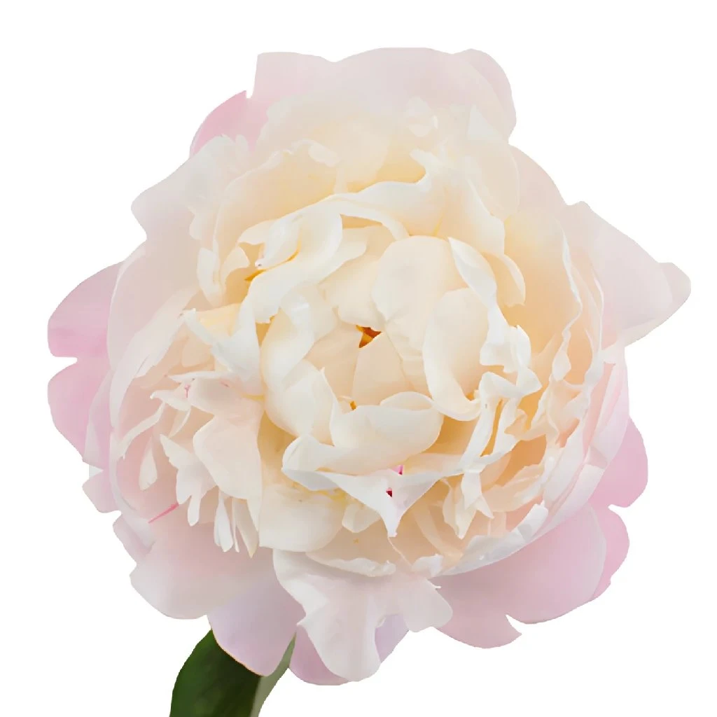 Blush Peony Flower July Delivery 1 Blush Peony Flower July Delivery