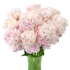 Blush Peony Flower July Delivery 8 Blush Peony Flower July Delivery -Garden of Petals pecher blush pink peony wedding flowers 17 3402 l 175e8594 8ece 42c2 b83f 1dbea774ce69