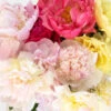 Peonies Flower Mixed Colors October Delivery