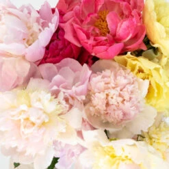 Peonies Flower Mixed Colors October Delivery