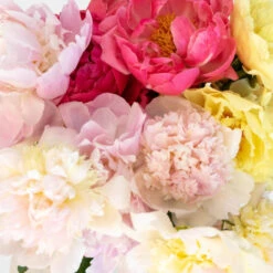 Peonies Flower Mixed Colors June Delivery