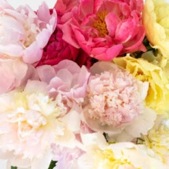 Peony Flowers Mixed Color For May
