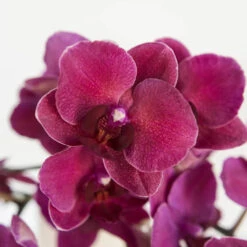 Phalaenopsis Orchid Red Dream