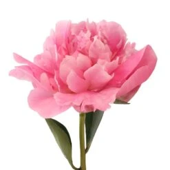 Garden of Petals -Garden of Petals pink alex flemming peonies online for weddings 95 6391 l