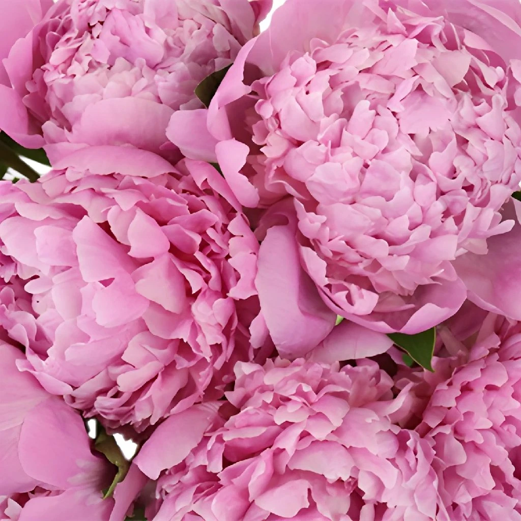 Medium Pink Peonies For July 2 Medium Pink Peonies For July - Image 2