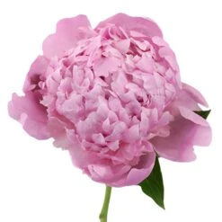 Medium Pink Peonies For July
