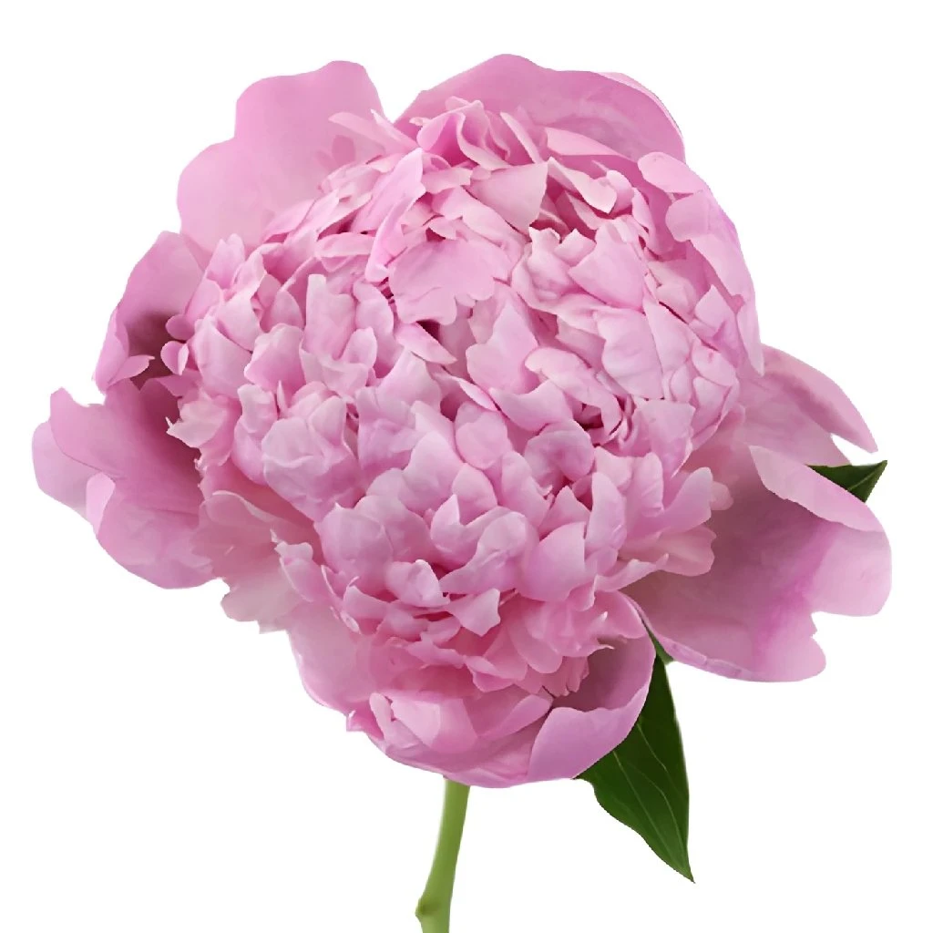 Medium Pink Peonies For July 1 Medium Pink Peonies For July