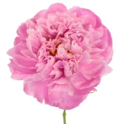 Alex Flemming Peonies For May