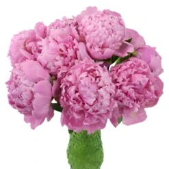 Medium Pink Peonies For July 6 Medium Pink Peonies For July -Garden of Petals pink alex flemming peony wedding flowers 36 6605 l