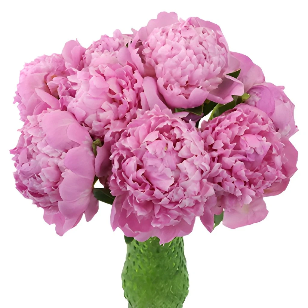 Medium Pink Peonies For July 3 Medium Pink Peonies For July - Image 3