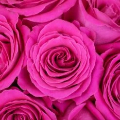 Hot Pink Roses