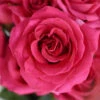 Pink Floyd Rockstar Rose