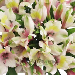 Pink Forest Peruvian Lilies