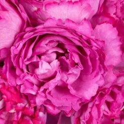 Peony Rose Pink Yves Piaget