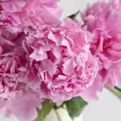 Pretty In Pink Peony June Delivery