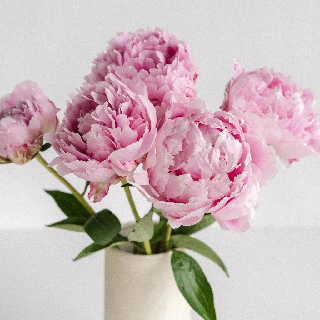Pink Peony Flowers June Delivery 3 Pink Peony Flowers June Delivery - Image 3