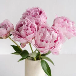 Pink Peony Flowers December Delivery 6 Pink Peony Flowers December Delivery -Garden of Petals pink peony wholesale flowers vase 92d26