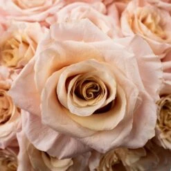 Pink Champagne Shimmer Bulk Rose