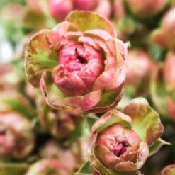 Japanese Wild Radish Spray Rose