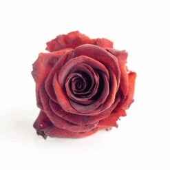 Preserved Terracotta Rose