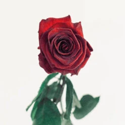 Preserved Terracotta Rose 6 Preserved Terracotta Rose -Garden of Petals preserved aurora red wholesale flowers vase 52af0