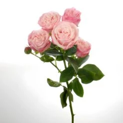 Prismatic Pink Bulk Spray Roses -Garden of Petals prismatic light pink spray rose online 88 5688 l