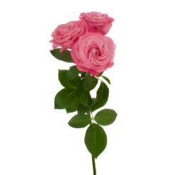 Prismatic Pink Bulk Spray Roses -Garden of Petals prismatic pink spray rose online 35 5688 l