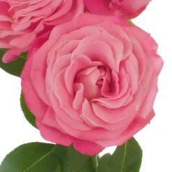 Prismatic Pink Bulk Spray Roses