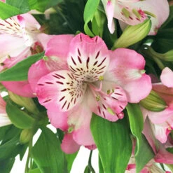 White With Pink Edges Peruvian Lily