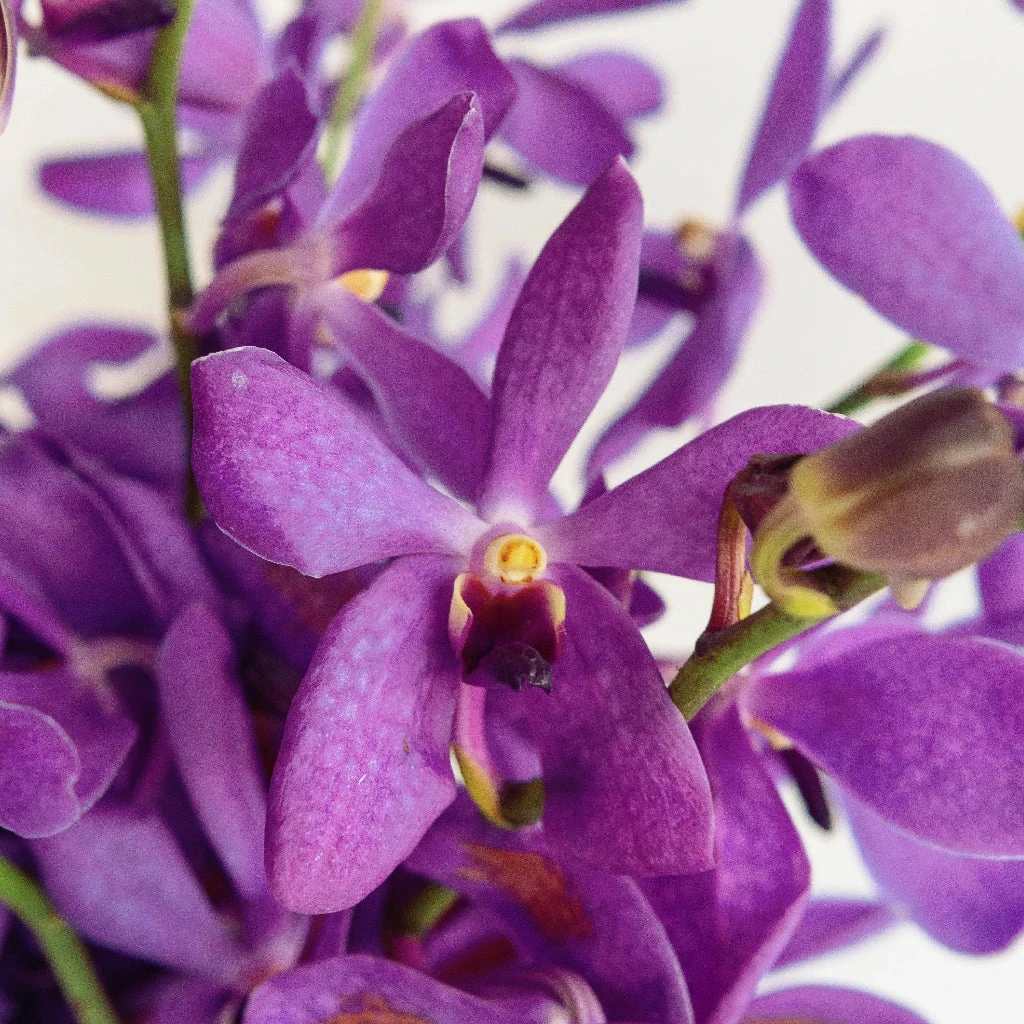 Purple Bulk Mokara Orchids 1 Purple Bulk Mokara Orchids