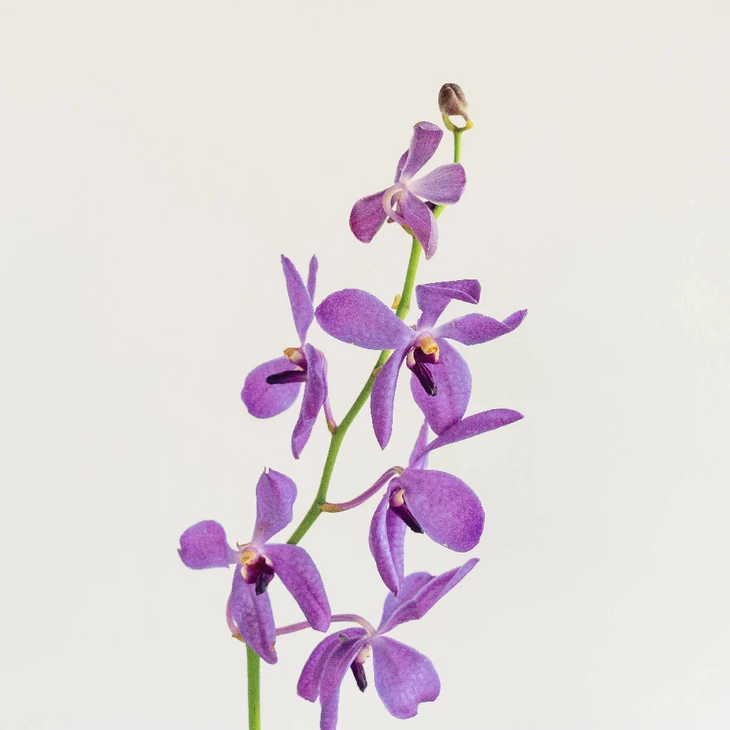 Purple Bulk Mokara Orchids 2 Purple Bulk Mokara Orchids - Image 2