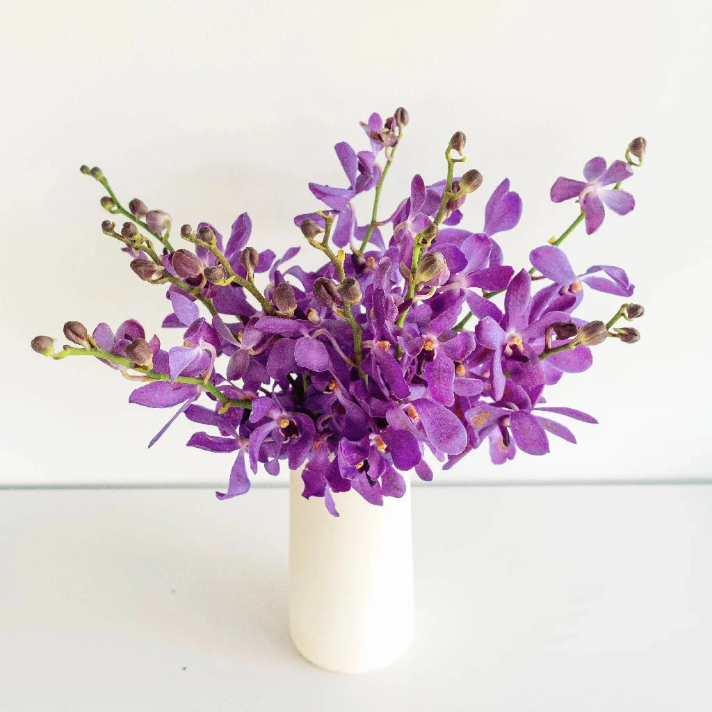 Purple Bulk Mokara Orchids 3 Purple Bulk Mokara Orchids - Image 3