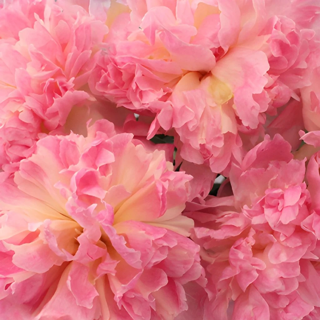 Raspberry Sundae Peony For April 2 Raspberry Sundae Peony For April - Image 2