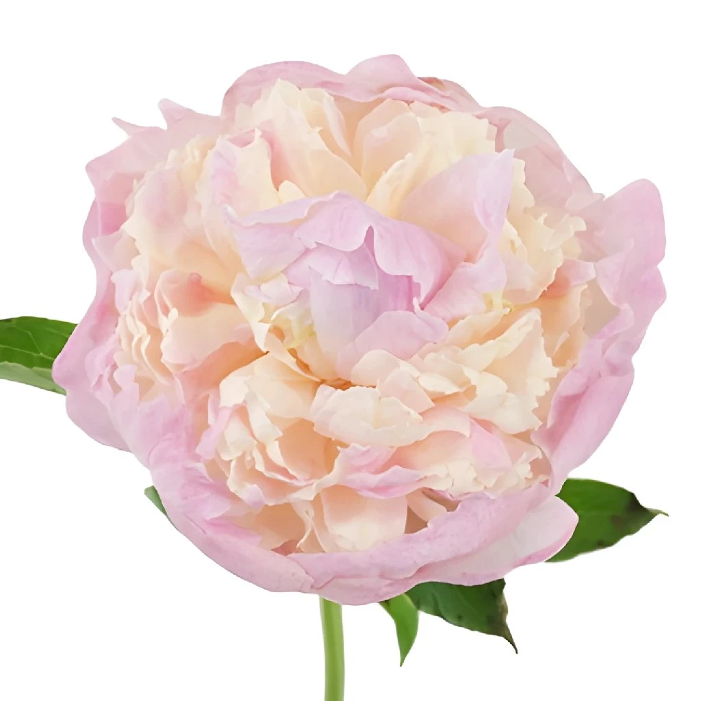 Raspberry Sundae Peony For April 1 Raspberry Sundae Peony For April