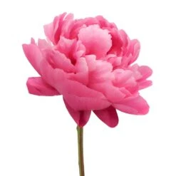 Red Bernhardt Peony For April Delivery 7 Red Bernhardt Peony For April Delivery -Garden of Petals red bernhardt hot pink peonies online for weddings 48 6433 l