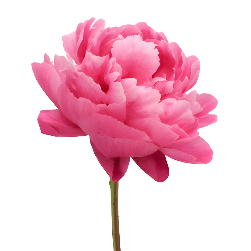 Red Bernhardt Peony For April Delivery 3 Red Bernhardt Peony For April Delivery - Image 3