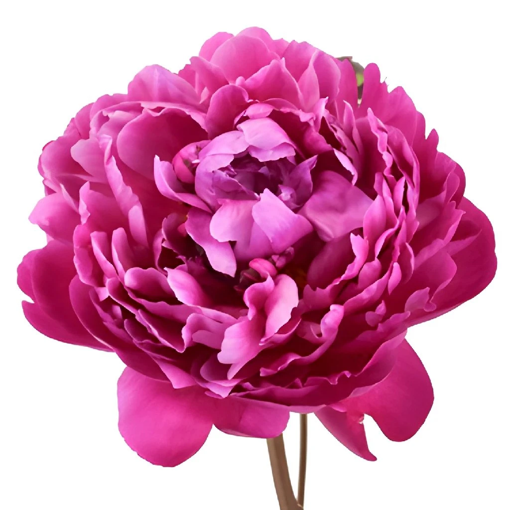 Red Bernhardt Peony For April Delivery 2 Red Bernhardt Peony For April Delivery - Image 2