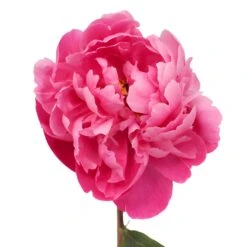 Red Bernhardt Peony For April Delivery
