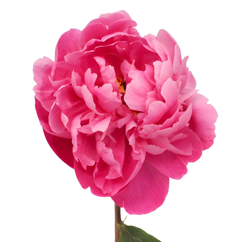 Red Bernhardt Peony For April Delivery 1 Red Bernhardt Peony For April Delivery