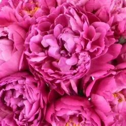 Red Sarah Bernhardt Peony For May Delivery 10 Red Sarah Bernhardt Peony For May Delivery -Garden of Petals red bernhardt hot pink peony wedding flowers 47 6437 l 4d7af7f2 5d90 459b ad24 f33ca47003d5