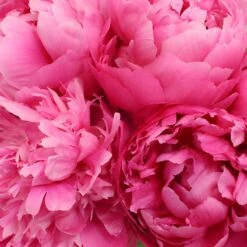Red Bernhardt Peony For April Delivery 8 Red Bernhardt Peony For April Delivery -Garden of Petals red bernhardt hot pink pink peonies online 57 6433 l
