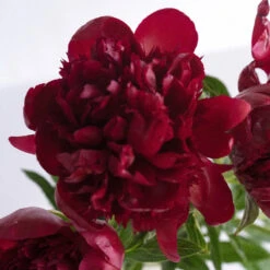 Red Charm Peonies For April