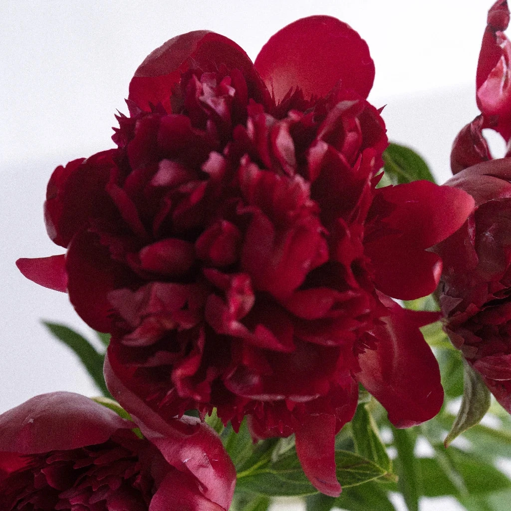 Red Charm Peonies For April 1 Red Charm Peonies For April