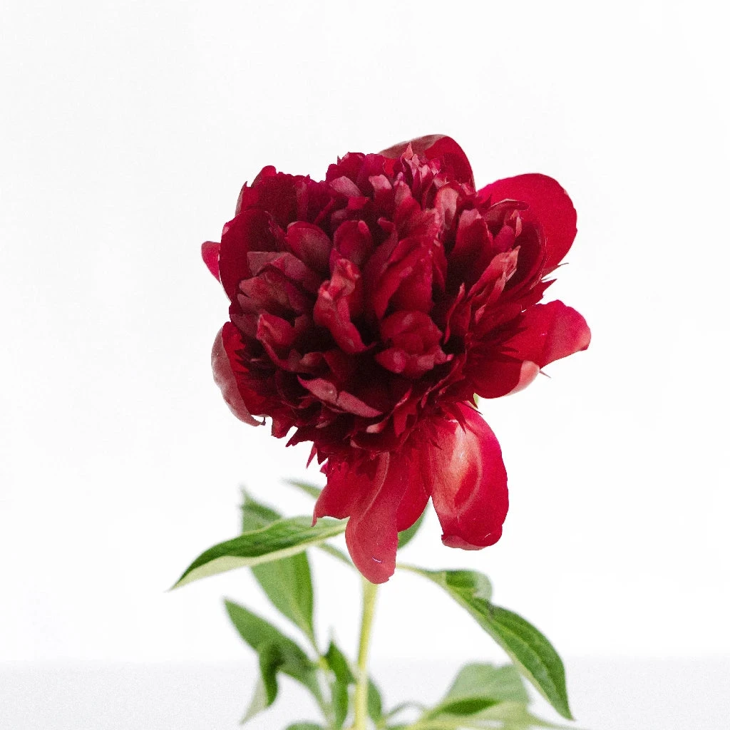 Red Charm Peonies For April 2 Red Charm Peonies For April - Image 2