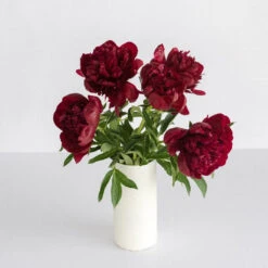 Red Charm Peonies For May 6 Red Charm Peonies For May -Garden of Petals red charm wholesale flowers vase f116c